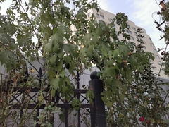 Broussonetia papyrifera