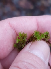 Syntrichia ruralis