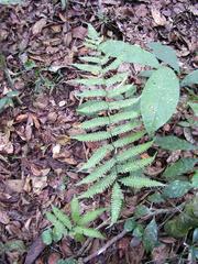 Ctenitis microchlaena