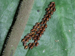 Notobitus meleagris