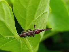 Trachelizini