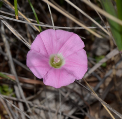 Convolvulus angustissimus