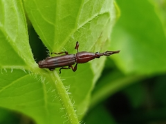 Trachelizini