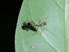 Epidaus famulus