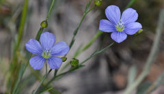 Linum marginale