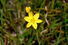 Bulbine glauca