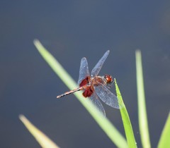 Celithemis amanda
