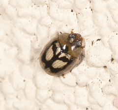 Peltoschema hamadryas