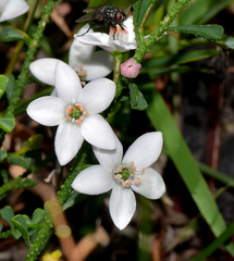 Philotheca verrucosa