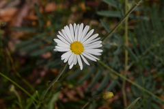 Brachyscome aculeata