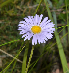 Brachyscome spathulata