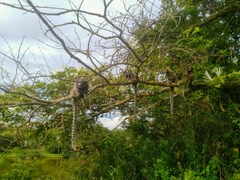 Callithrix penicillata