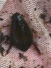 Cybister lateralimarginalis