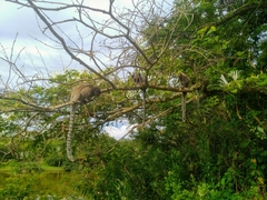 Callithrix penicillata