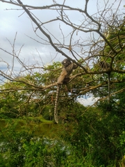 Callithrix penicillata