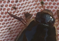 Cybister lateralimarginalis