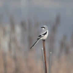 Lanius sphenocercus