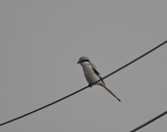 Lanius sphenocercus