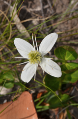 Clematis gentianoides