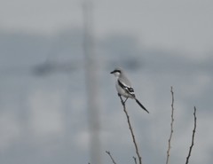 Lanius sphenocercus