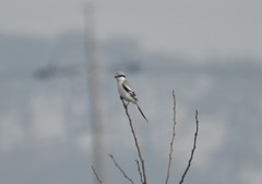 Lanius sphenocercus