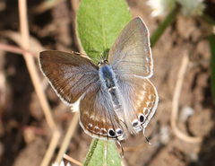 Catochrysops strabo strabo