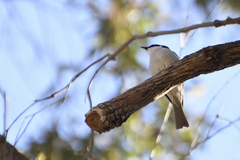 Melithreptus lunatus