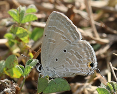 Catochrysops strabo strabo