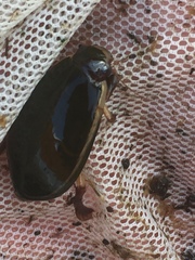 Cybister lateralimarginalis