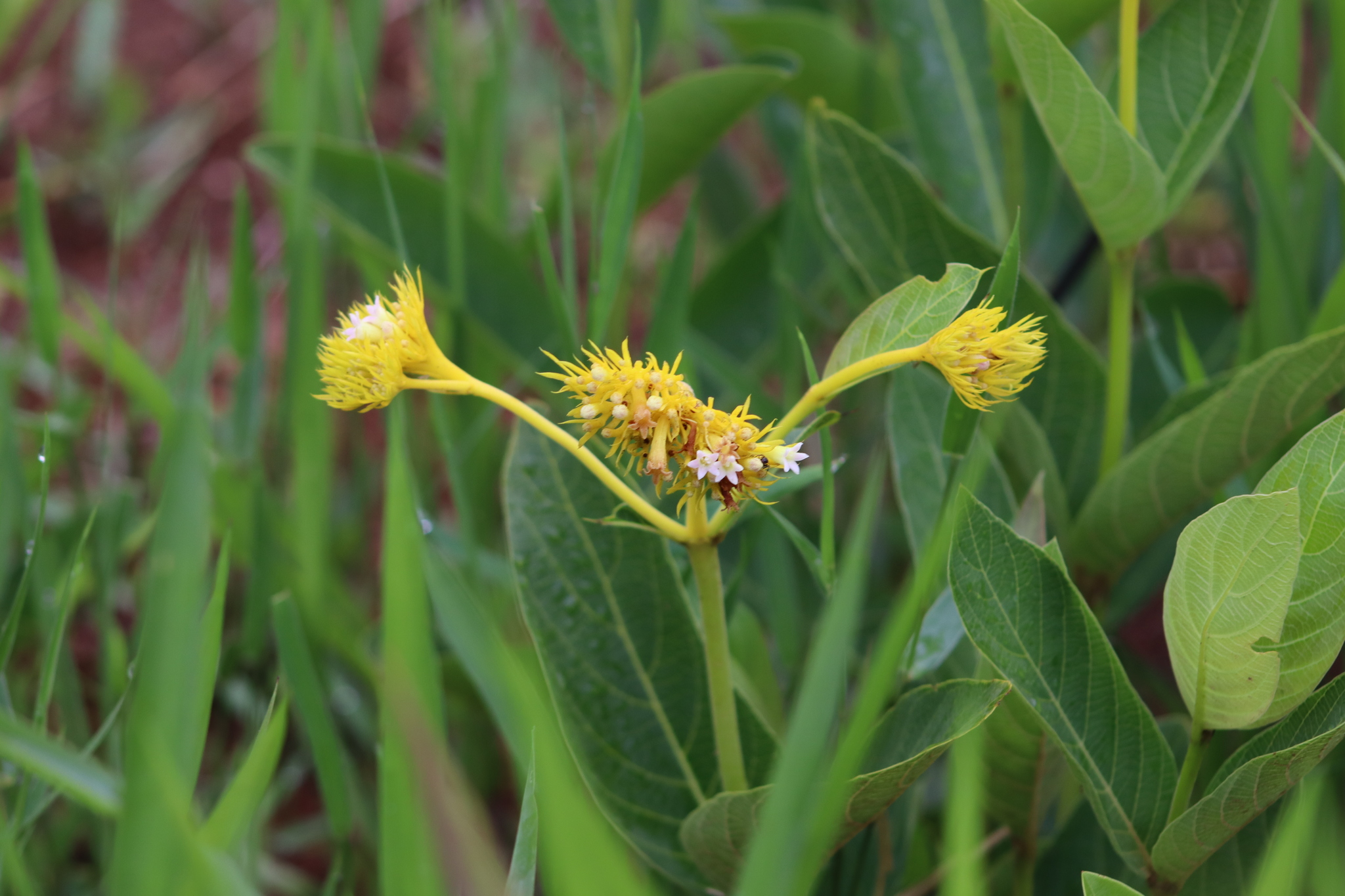 Palicourea coriacea