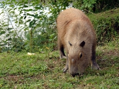 Hydrochoerus hydrochaeris