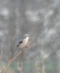 Lanius sphenocercus