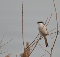 Lanius sphenocercus