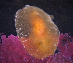 Rostanga rubra