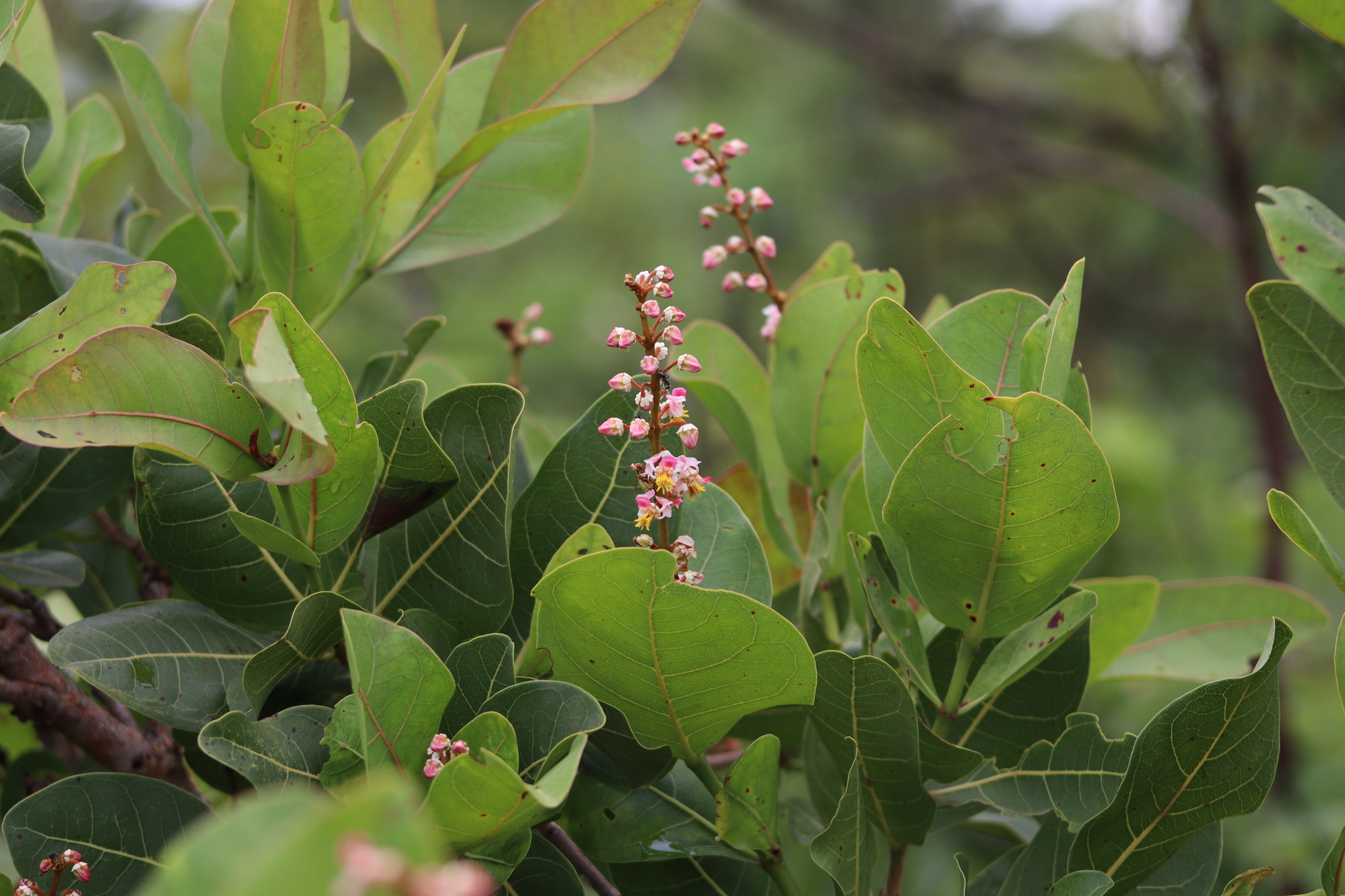 Byrsonima coccolobifolia