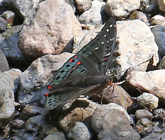 Euthalia lubentina arasada