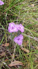 Thysanotus multiflorus