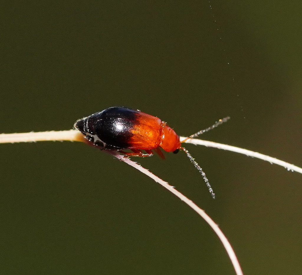 Monolepta divisa