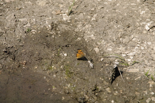 Pearl Crescent photographed in Kansas