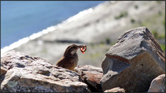 Cinclodes atacamensis