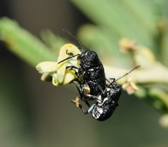 Aporocera scabrosa
