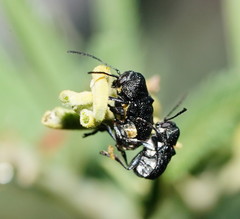 Aporocera scabrosa
