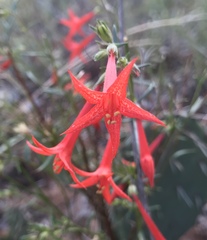 Ipomopsis aggregata formosissima