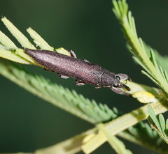 Rhinotia phoenicoptera