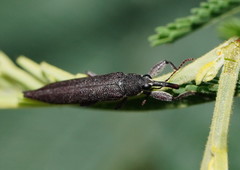 Rhinotia phoenicoptera