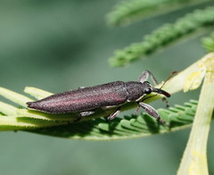 Rhinotia phoenicoptera