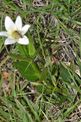 Clematis gentianoides