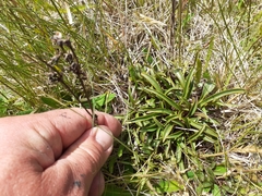 Gentianella serotina