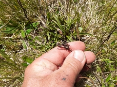 Gentianella serotina