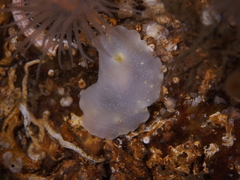 Cadlina laevis